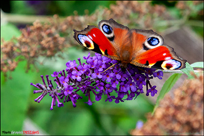 JIGSAW - PEACOCK on BUDDLEIA