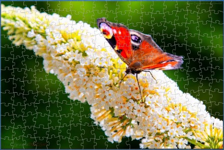 JIGSAW - IT'S A BUDDLEIA PARTY!