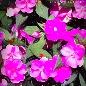 JIGSAW - PINK IMPATIENS (BUSY LIZZIE)