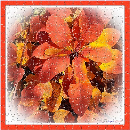 JIGSAW - The Smoke Tree - Cotinus Grace