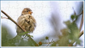 FledgelingSparrowJigsaw-60pc.JPG