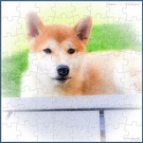 ShibaInuJigsaw(64).JPG